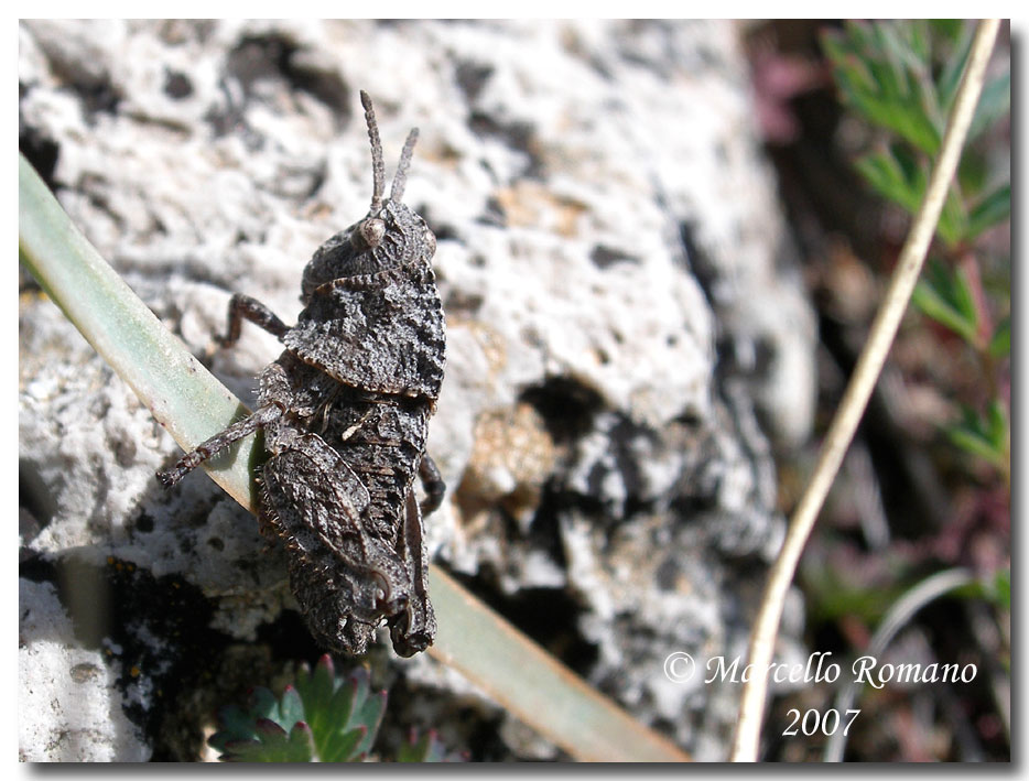 Ocneridia nigropunctata, forme giovanili  (Ort.,Pamphagidae)